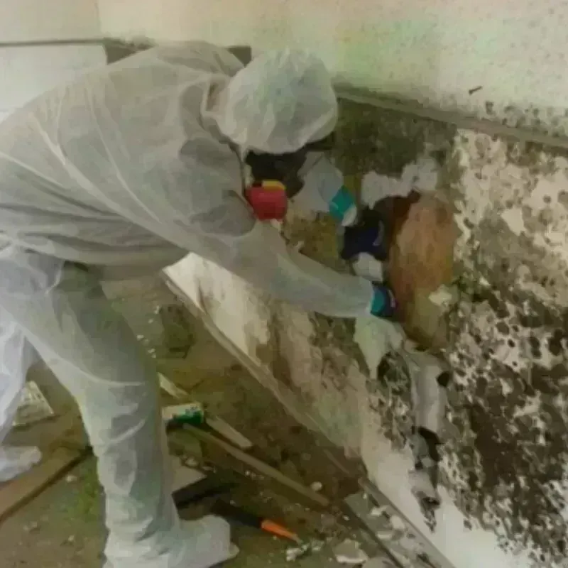 Mold Remediation and Removal in Round Lake Park, IL